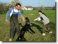 Riesenschnauzer