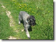 Riesenschnauzer
