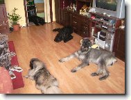 Riesenschnauzer