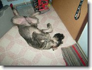 Riesenschnauzer