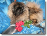 Pekingese, Pekinese, Peking Palasthound