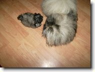 Pekingese, Pekinese, Peking Palasthound