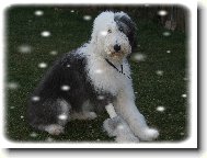 Old english sheepdog \(bobtail\) \(Dog standard\)