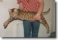 Savannah of Bengal \(Cat\)