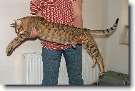 Savannah of Bengal \(Cat\)