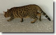 Savannah of Bengal \(Cat\)