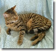 Savannah of Bengal \(Cat\)