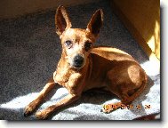 Zwergpinscher