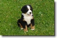 Berner Sennenhund