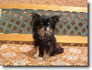 Chihuahua