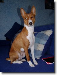 Basenji \\\\\(Dog standard\\\\\)