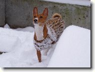 Basenji \\\\\(Dog standard\\\\\)