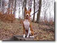 Basenji \(Dog standard\)