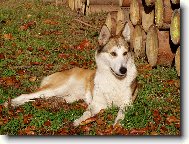 Laika Zapadno-Sibirskaia
