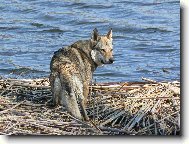 Czechoslovakian wolfdog