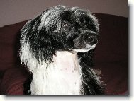 Chinese Crested Dog