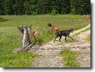 Deutsche Dogge