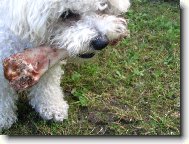 Bichon á poil frisé, Bichon Frise