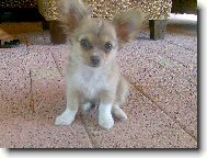 Chihuahua