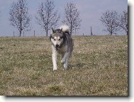 Alaskan Malamute