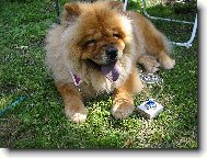 Chow Chow
