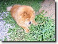 Chow Chow