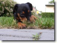 German Pinscher