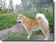 Japanese Akita