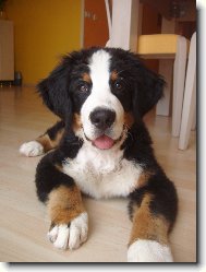 Berner Sennenhund