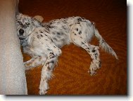 English setter