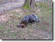 Czech Pointer, Bohemian wire-haired Pointing griffon