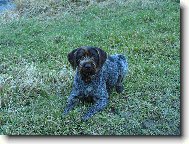 Czech Pointer, Bohemian wire-haired Pointing griffon