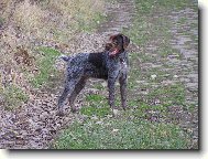 Czech Pointer, Bohemian wire-haired Pointing griffon