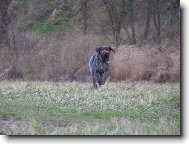 Czech Pointer, Bohemian wire-haired Pointing griffon