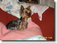 Jorkšírský terier, Yorkshire Terrier,