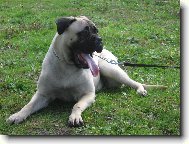 Bullmastiff