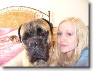 Bullmastiff