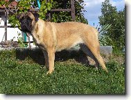 Bullmastiff