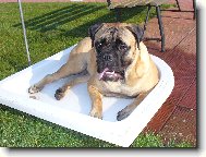 Bullmastiff