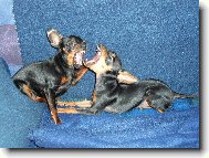 PRAGUE RATTER