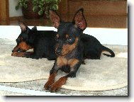 PRAGUE RATTER