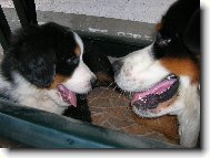 Berner Sennenhund