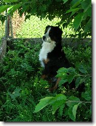 Berner Sennenhund