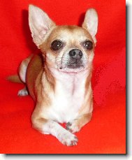 Chihuahua