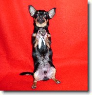 Chihuahua