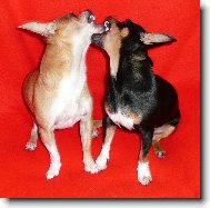 Chihuahua