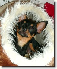 Chihuahua