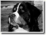 Berner Sennenhund