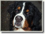 Berner Sennenhund