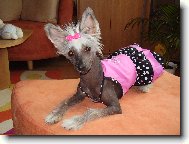 Chinese Crested Dog